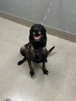 GORGEOUS -  Belgian Shepherd Malinois Dog for Adoption in Las Vegas, Nevada - GORGEOUS | PetCurious