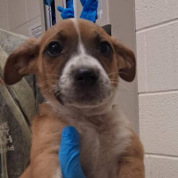 Mitsuya Cider Merlot -  Mixed Breed Dog for Adoption in Murray, Utah - Mitsuya Cider Merlot | PetCurious