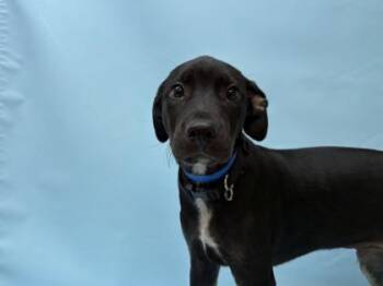 Explorer -  Labrador Retriever and Mixed Breed Dog for Adoption in Golden Valley, Minnesota - Explorer | PetCurious