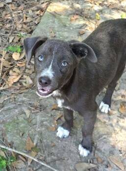 Pepper -  Labrador Retriever Dog for Adoption in Silsbee, Texas - Pepper | PetCurious