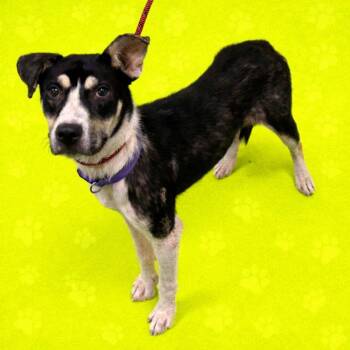 Mixed Breed Dogs Available for Adoption in Memphis, Tennessee - Lilly Snow | PetCurious