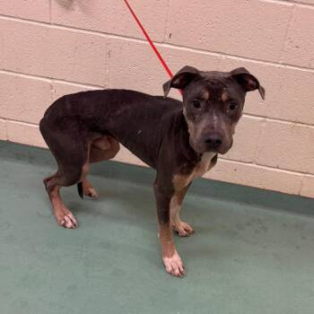 Mixed Breed Dogs Available for Adoption in Memphis, Tennessee - King Booker | PetCurious