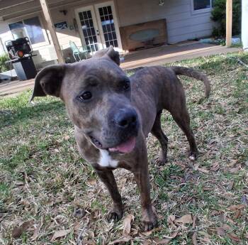 Lilly -  Pit Bull Terrier Dog for Adoption in Martinez, California - Lilly | PetCurious