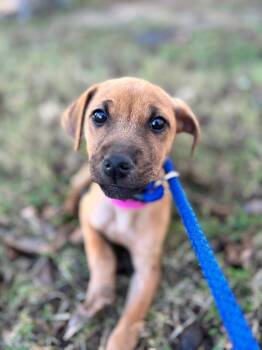 Rescue Terrier and Mixed Breed Dogs for Adoption in Aiken, South Carolina - Dana | PetCurious