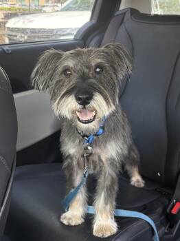 Miniature Schnauzer Dogs Available for Adoption in Houston, Texas - Little Ozzy | PetCurious