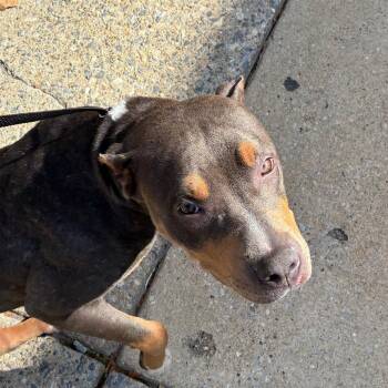 Snuggles -  Mixed Breed Dog for Adoption in Philadelphia, Pennsylvania - Snuggles | PetCurious