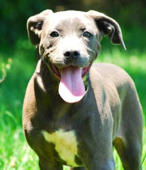 Rosie -  American Staffordshire Terrier Dog Available for Adoption in Manchester, Tennessee - Rosie | PetCurious