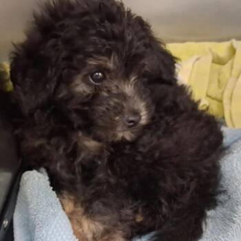 CT Paddle -  Poodle and Mixed Breed Dog for Adoption in Eastford, Connecticut - CT Paddle | PetCurious