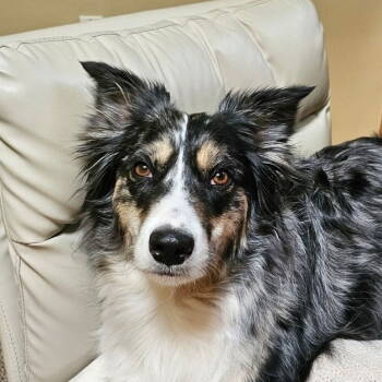 Rescue Australian Shepherd Dogs for Adoption in Locust Fork, Alabama - Paprika In PA! | PetCurious