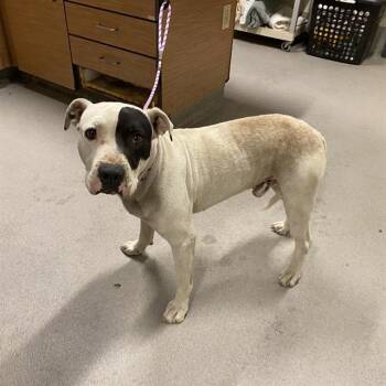 CHANCE -  Pit Bull Terrier Dog for Adoption in Modesto, California - CHANCE | PetCurious