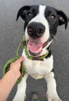 Rescue Mixed Breed Dogs for Adoption in Ashland, Kentucky - Roland | PetCurious