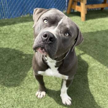 Pit Bull Terrier Dogs Available for Adoption in Hawthorne, California - Rome | PetCurious