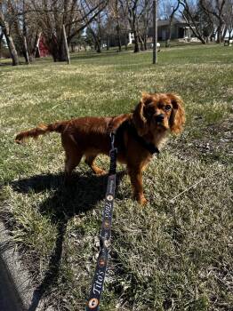 Cavalier King Charles Spaniel Dogs Available for Adoption in Sioux Falls, South Dakota - Baxter | PetCurious