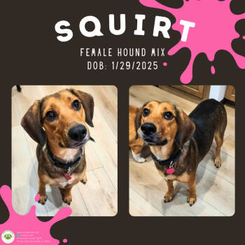 Rescue Hound Dogs for Adoption in Pottstown, Pennsylvania - Squirt | PetCurious
