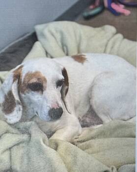 Rescue Beagle Dogs for Adoption in Fort Madison, Iowa - Donna | PetCurious