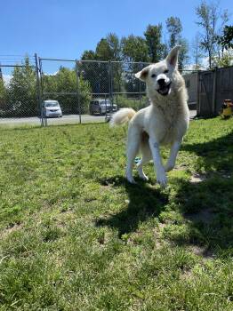 Mahi - ADOPTABLE -  Great Pyrenees Dog for Adoption in Chilliwack, British Columbia - Mahi - ADOPTABLE | PetCurious