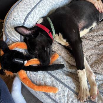 Feist and Mixed Breed Dogs Available for Adoption - Coconut | PetCurious