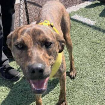 Boxer and Pit Bull Terrier Dogs Available for Adoption - Mutt | PetCurious