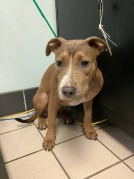 Rescue Terrier and Shepherd Dogs for Adoption in Largo, Florida - Morgan | PetCurious