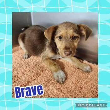 Brave -  Miniature Poodle and Miniature Schnauzer Dog for Adoption in Ringwood, New Jersey - Brave | PetCurious