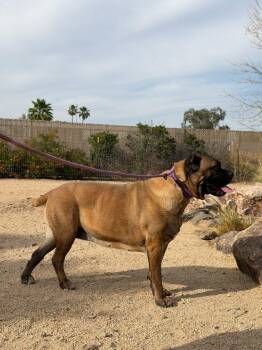 Cane Corso Dogs Available for Adoption - Guccianna | PetCurious