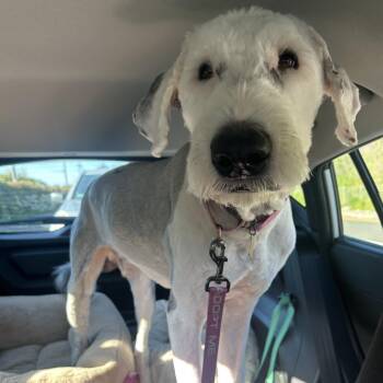 Old English Sheepdog Dogs Available for Adoption in Richmond, California - PERCIVAL | PetCurious