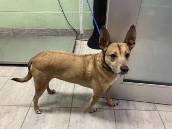 Carolina Dog and Basenji Dogs Available for Adoption in Grand Prairie, Texas - FARMER BROWN | PetCurious