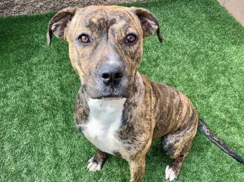 SAVE ME PLEASE JUSTINE IDA551173 -  Pit Bull Terrier Dog for Adoption in San Marcos, California - SAVE ME PLEASE JUSTINE IDA551173 | PetCurious