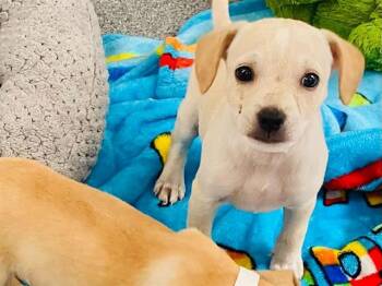 PINOCCHIO -  Chihuahua Dog for Adoption in Tustin, California - PINOCCHIO | PetCurious