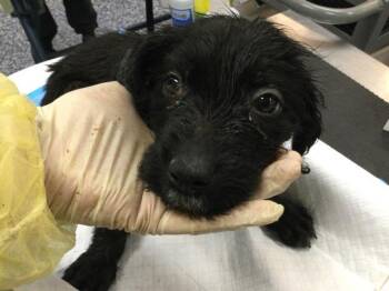 Terrier and Mixed Breed Dogs Available for Adoption - LIZZY | PetCurious