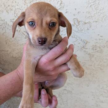 Chiweenie Dogs Available for Adoption in Las Vegas, Nevada - Dea  | PetCurious