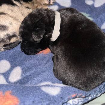 Australian Shepherd and Poodle Dogs Available for Adoption - (Grey) Tiramisu Cake | PetCurious