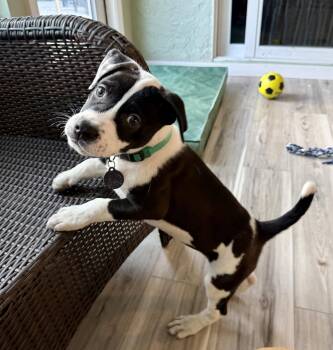 Fozzie -  Labrador Retriever and Terrier Dog for Adoption in West Palm Beach, Florida - Fozzie | PetCurious