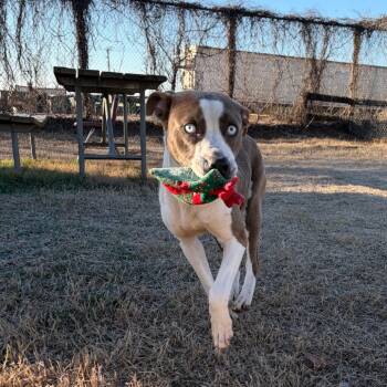 Pit Bull Terrier and Husky Dogs Available for Adoption - Loki | PetCurious