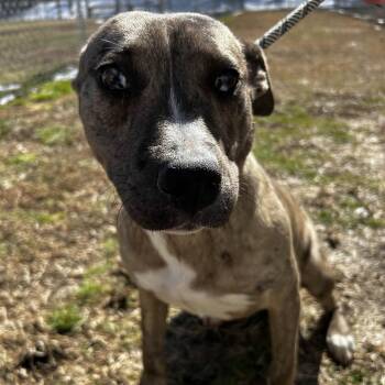 American Staffordshire Terrier Dogs Available for Adoption - Momma Puppers | PetCurious