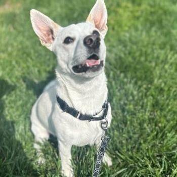 Chihuahua and Terrier Dogs Available for Adoption in Edwardsville, Illinois - Boo Radley | PetCurious