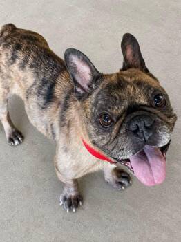 CC D-16 -  French Bulldog Dog for Adoption in Lacon, Illinois - CC D-16 | PetCurious