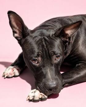 EMOJI -  Mixed Breed Dog for Adoption in Jacksonville, Florida - EMOJI | PetCurious