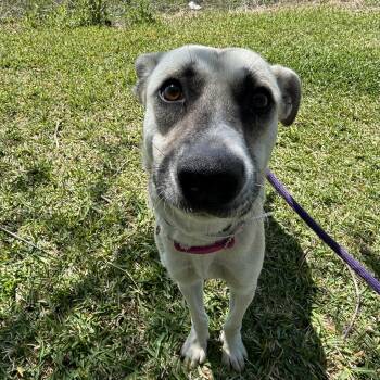 Labrador Retriever Dogs Available for Adoption - Julienne  | PetCurious