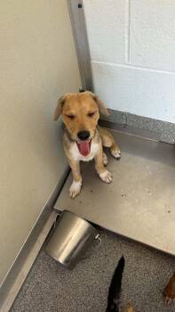 Burke -  Terrier Dog for Adoption in Ayden, North Carolina - Burke | PetCurious