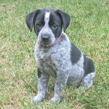 Macee Pup - Hero -  Cattle Dog and Mixed Breed Dog for Adoption in Fairfax Station, Virginia - Macee Pup - Hero | PetCurious