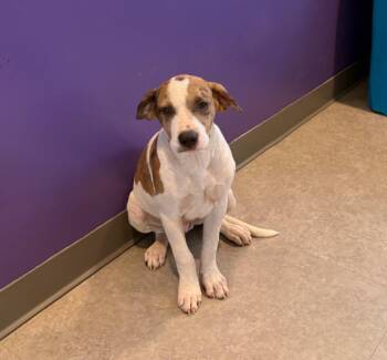 Scooter -  Cattle Dog and Mixed Breed Dog for Adoption in Bossier City, Louisiana - Scooter | PetCurious