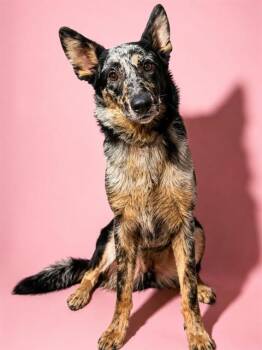 LOLA BUNNY -  Mixed Breed Dog for Adoption in Jacksonville, Florida - LOLA BUNNY | PetCurious