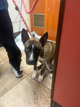 Will Smith -  Mixed Breed Dog for Adoption in Cincinnati, Ohio - Will Smith | PetCurious