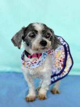 Rescue Shih Tzu and Poodle Dogs for Adoption in Torrance, California - Coquette | PetCurious