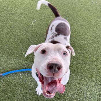Starfish -  Mixed Breed Dog for Adoption in Philadelphia, Pennsylvania - Starfish | PetCurious