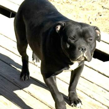 American Bulldog Dogs Available for Adoption in Des Moines, Iowa - Rebel | PetCurious