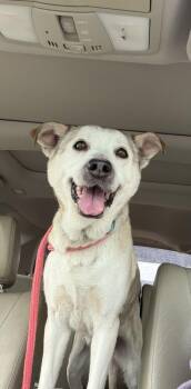 Mixed Breed Dogs Available for Adoption - Maya | PetCurious