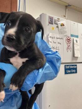 Roselawn -  Mixed Breed Dog for Adoption in Cincinnati, Ohio - Roselawn | PetCurious