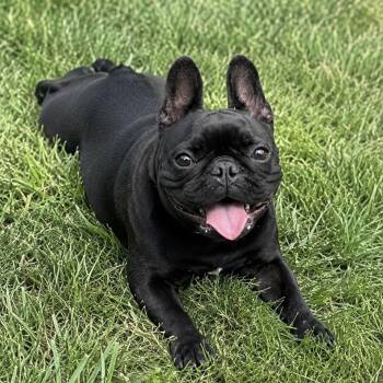 Tilly -  French Bulldog Dog for Adoption in Mount Prospect, Illinois - Tilly | PetCurious
